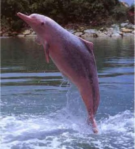 wpid-rosa-delfin.jpg.jpeg